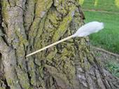 http://lifehacker.ru/wp-content/uploads/2012/06/tampon-dart-in-tree-500x375.jpg