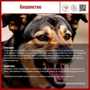 Бешенство