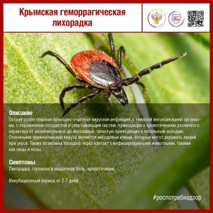 КГЛ