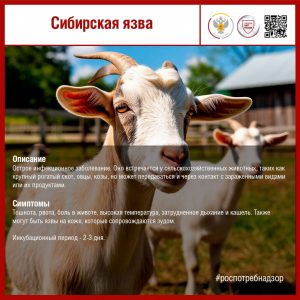 Сибирская язва